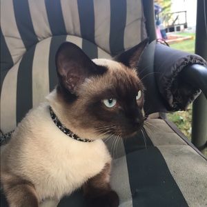 Meet your Posher, Holly